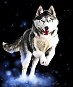 Husky Dog Paint By Numbers