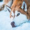 brown husky snow Paint By Numbers