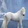 Icelandic White Horse Paint By Numbers