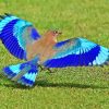 Blue Indian Roller Bird Paint By Numbers