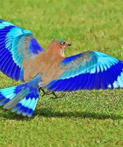 Blue Indian Roller Bird Paint By Numbers