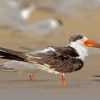 Indian Skimmer Birds Paint By Numbers