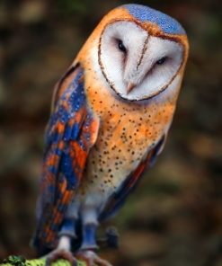 Insomniac Owl Birds Paint By Numbers