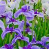 Irises in Bloom Paint By Numbers