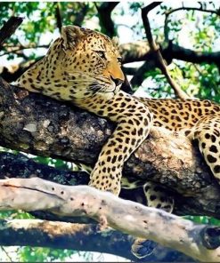 Jaguar in Wilderness Paint By Numbers