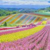Hokkaido Blossoms Paint By Numbers