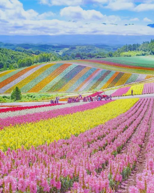 Hokkaido Blossoms Paint By Numbers