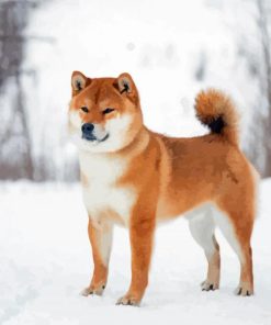 Shiba Inu In Snow Paint By Numbers