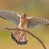 Kestrel Bird Painting Paint By Numbers