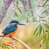 Kingfisher Bird Paint By Numbers