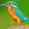 Kingfisher Bird Life Paint By Numbers