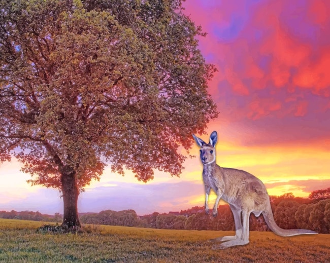 Kangaroo in Sunset completed artwork