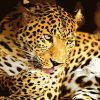 Leopard Wildlife Paint By Numbers