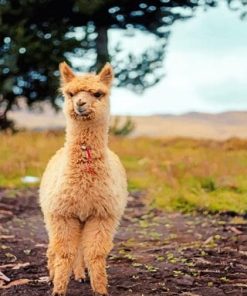 Lama Baby Cute Paint By Numbers