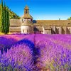 Provence Lavender Landscapes Paint By Numbers