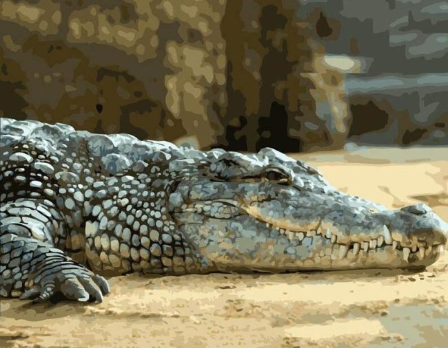 Lounging Alligator Paint By Numbers