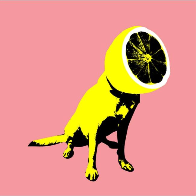 Lemon Dog Animal Picture Paint By Numbers