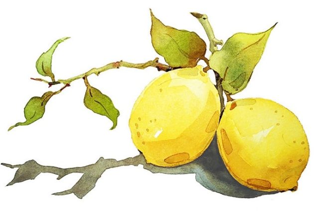 Lemon Still Life Paint By Numbers