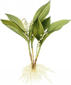 Lily of the Valley Floral Paint By Numbers