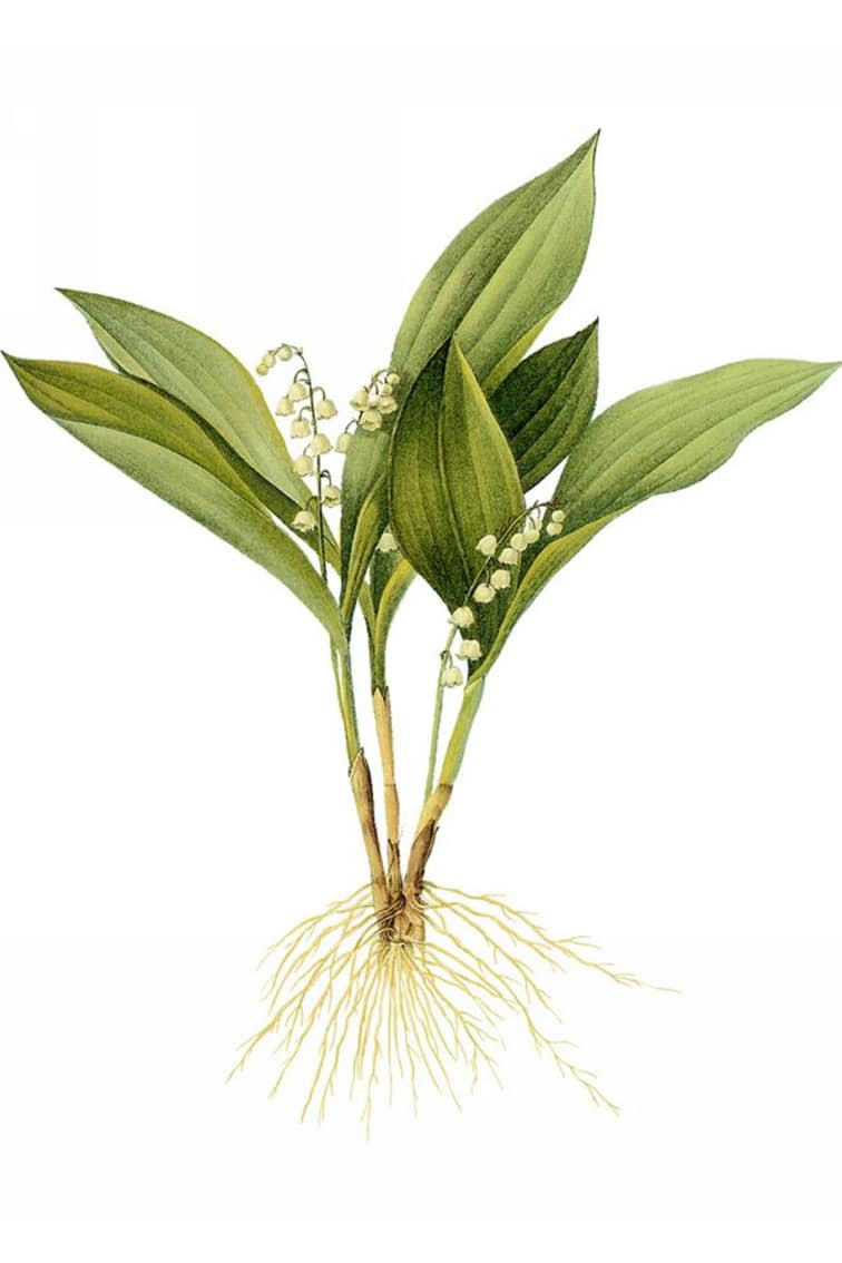 Finalizing the Lily of the Valley painting