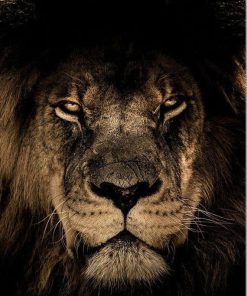 Majestic Lion Art Paint By Numbers