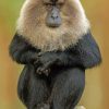 Monkey Art Macaque Paint By Numbers