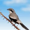 Loggerhead Shrike Grey Bird Paint By Numbers
