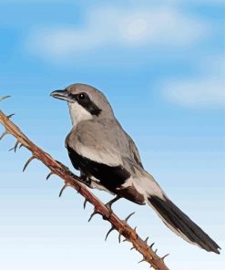 Loggerhead Shrike Grey Bird Paint By Numbers