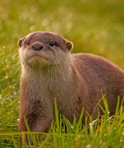 Otter Wildlife Paint By Numbers