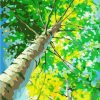 Birch Tree Nature Scene Paint By Numbers