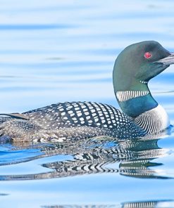 Loon Beautiful Bird Paint By Numbers