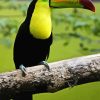 Colorful Tucan Bird Paint By Numbers