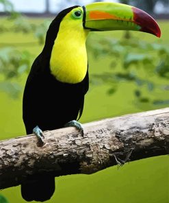 Colorful Tucan Bird Paint By Numbers