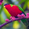 Colorful Lory Bird Paint By Numbers