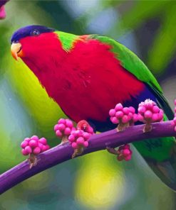 Colorful Lory Bird Paint By Numbers