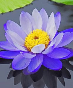 Purple Lotus Blossoms Paint By Numbers