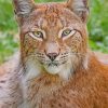 Wild Lynx Animal Paint By Numbers
