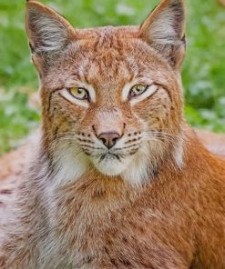 Wild Lynx Animal Paint By Numbers