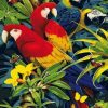 Colorful Macaw Birds Paint By Numbers