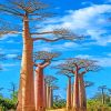 Mystical Madagascar Baobabs Paint By Numbers