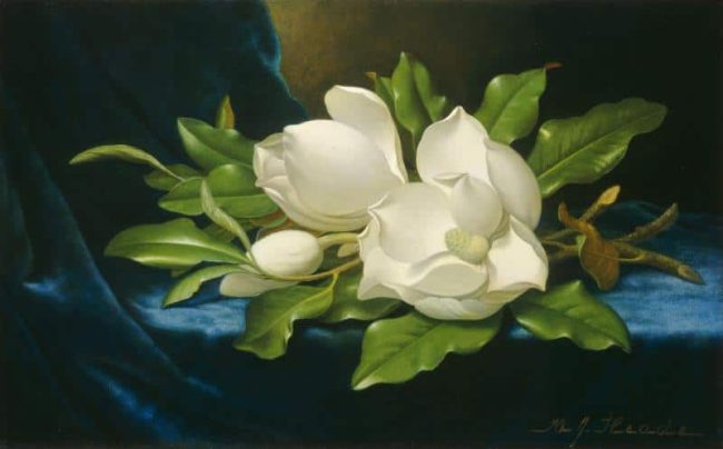 Magnolias Painted Flower Picture Paint By Numbers