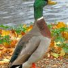 Mallard Waterfowl Paint By Numbers