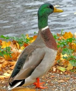Mallard Waterfowl Paint By Numbers