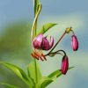 Martagon Lily Flower Paint By Numbers