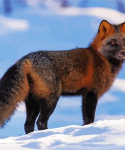 Melanistic Fox in Snow Paint By Numbers