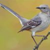 Mockingbird Wildlife Art Paint By Numbers