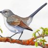 Mockingbird Perched Paint By Numbers