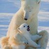 Polar Bears Family Paint By Numbers