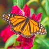 Monarch Butterfly Nature Paint By Numbers