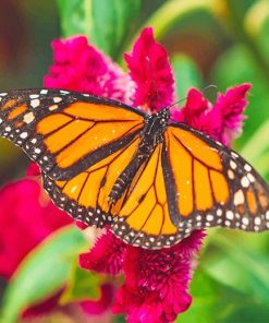 Monarch Butterfly Nature Paint By Numbers